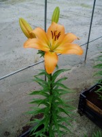 [1707 Navarin VH No02.JPG]